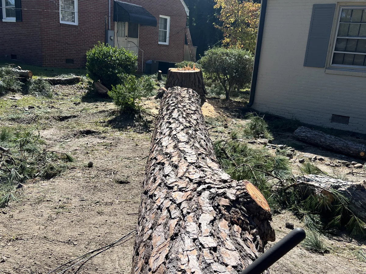Large pine log lying between two brick homes after a removal in Greenville, NC