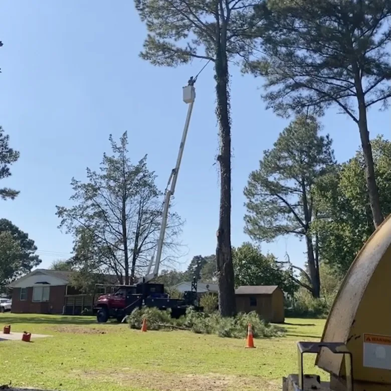Cherry's Tree Service bucket truck removing a tall pine over a home in Greenville, NC