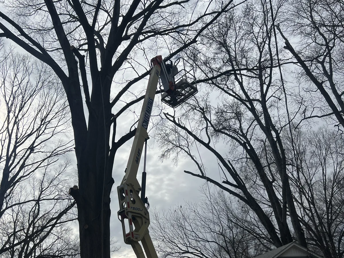 Bucket truck working on a bare winter tree above a home in Greenville, NC