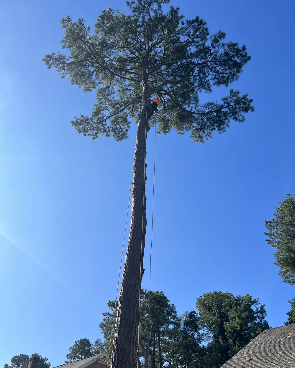 Climber topping a tall loblolly pine above a rooftop in Greenville, NC