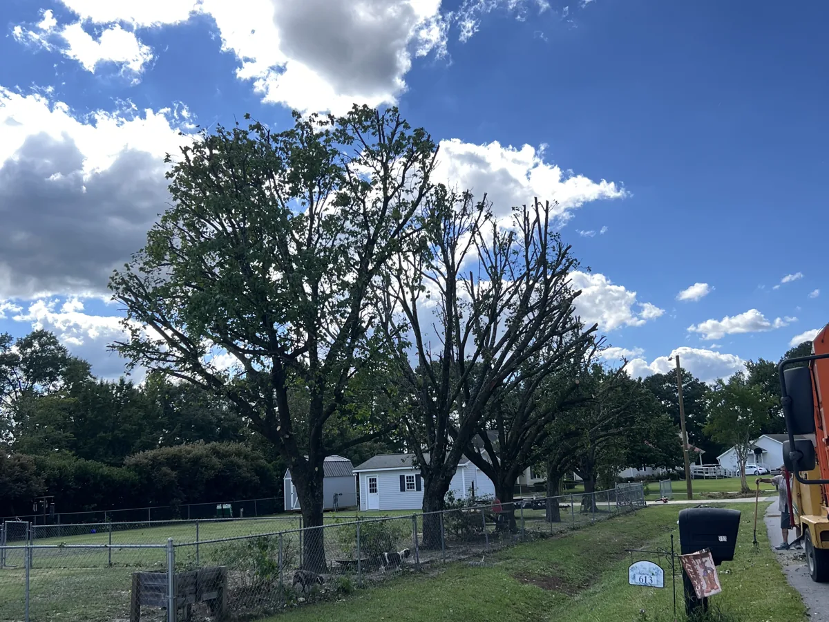 Mature oak with lower limbs trimmed back over a Greenville street and front yard
