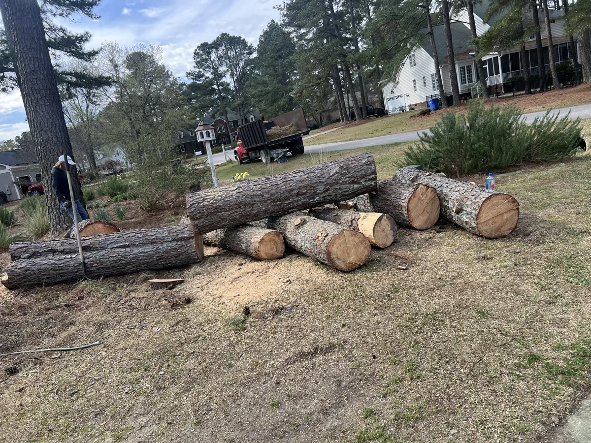 Cut pine logs stacked in a yard after a tree removal in a Greenville, NC neighborhood