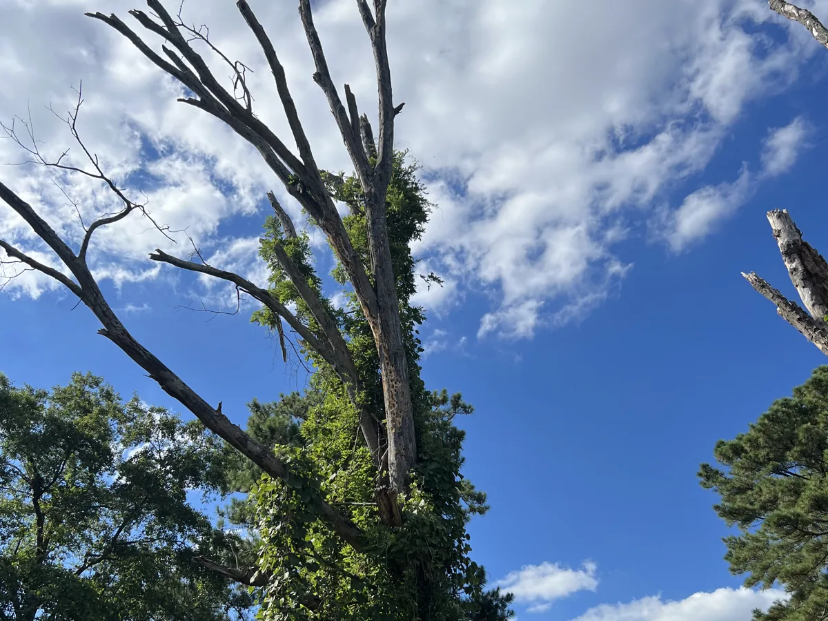 Dying hardwood crown with bare limbs against a blue sky in Greenville, NC
