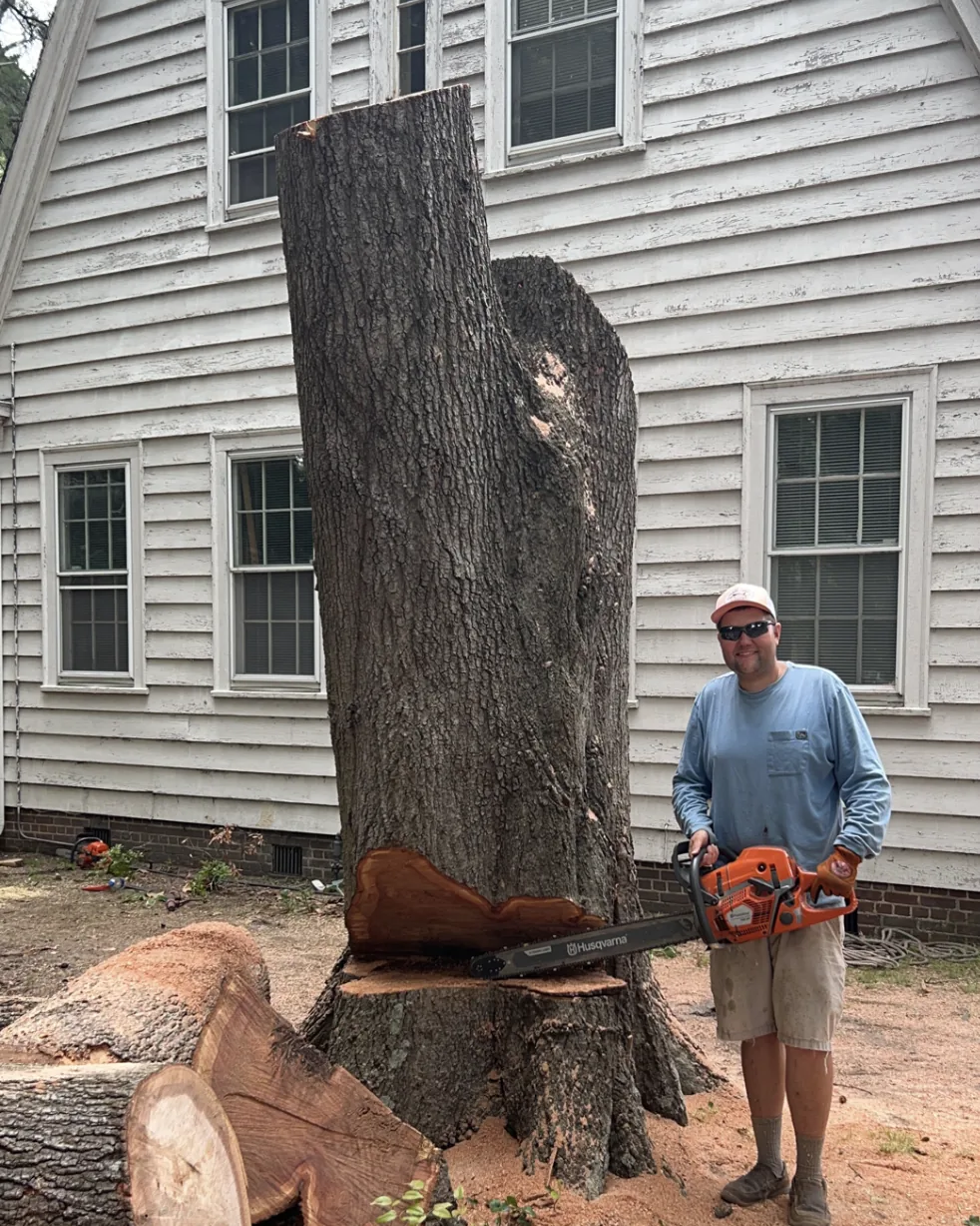 Matthew Bryan with a chainsaw beside a very large hardwood log and stump after a removal