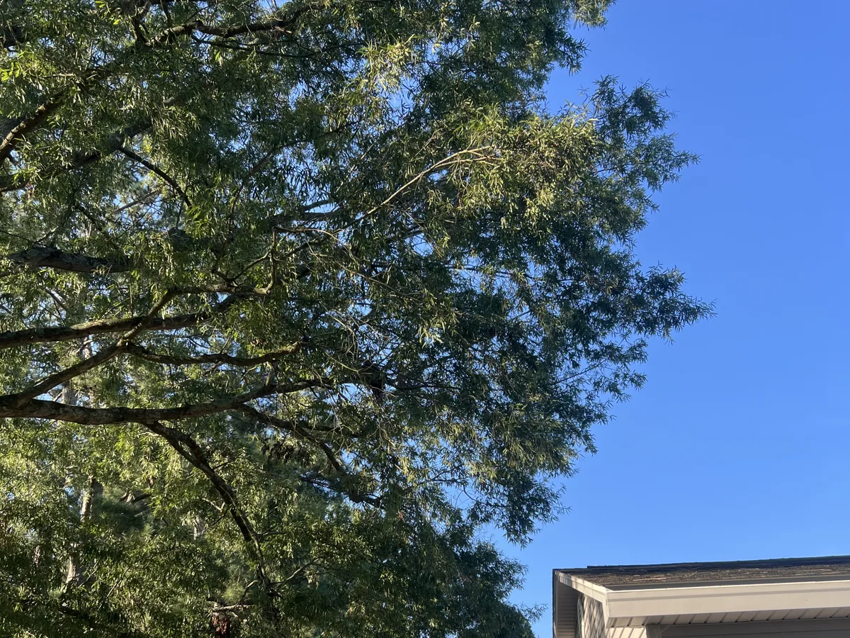 Wide oak canopy hanging over a home before trimming in Greenville, NC