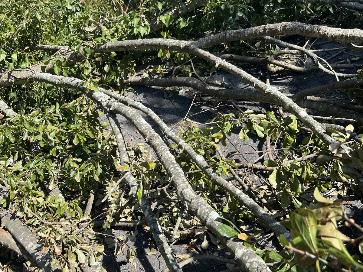 Storm broken oak limbs down across a driveway after a storm in Greenville, NC
