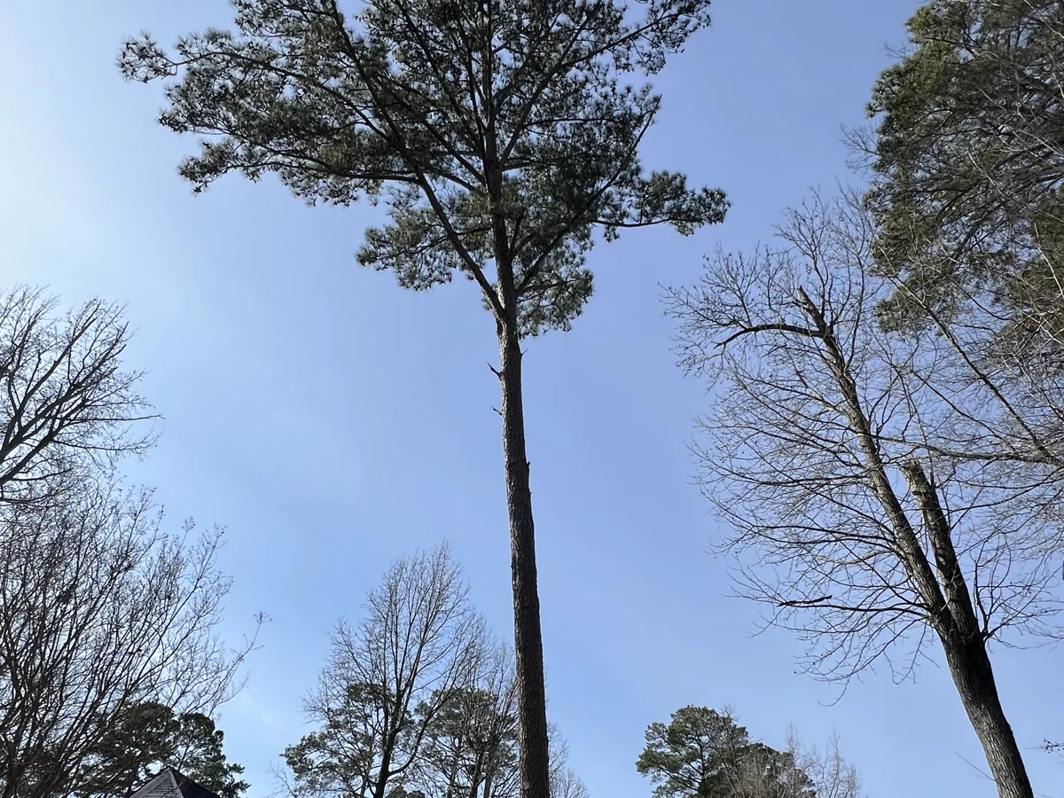 Tall loblolly pine standing beside a two story home in Greenville, NC